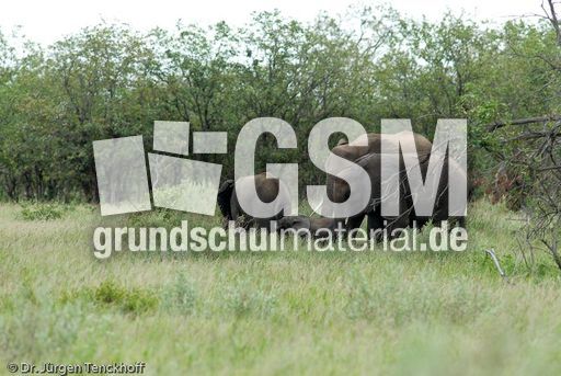 Afrikanischer Elefant (124 von 131).jpg